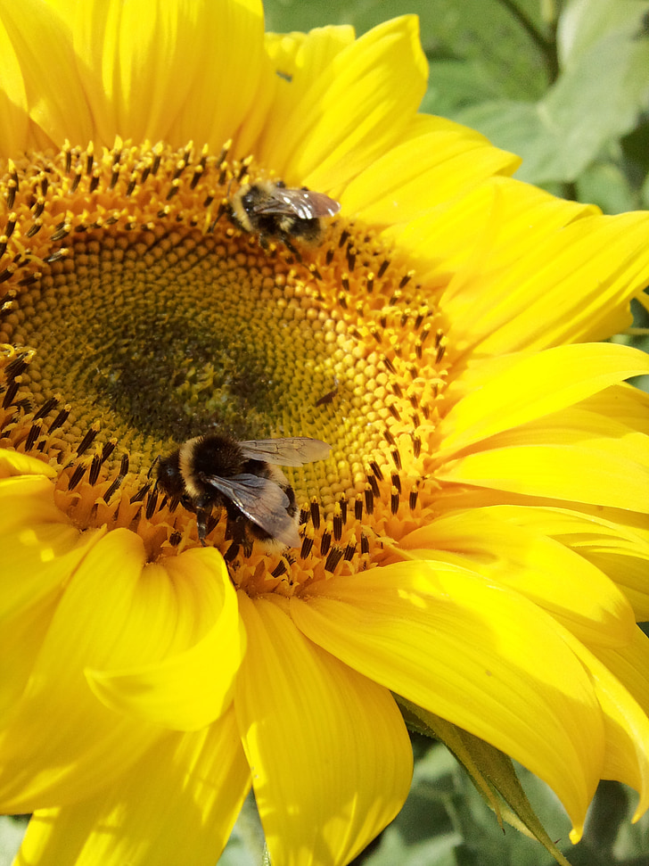 včela, Čmelák, Slunečnice, velké, léto, Litva