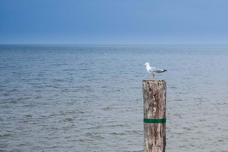 water, sea, beach, blue, rest, lonely, seagull