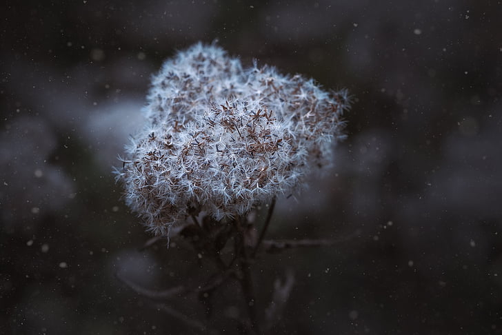 winter, seeds, flying seeds, dried plant, snowflakes, cold season, close