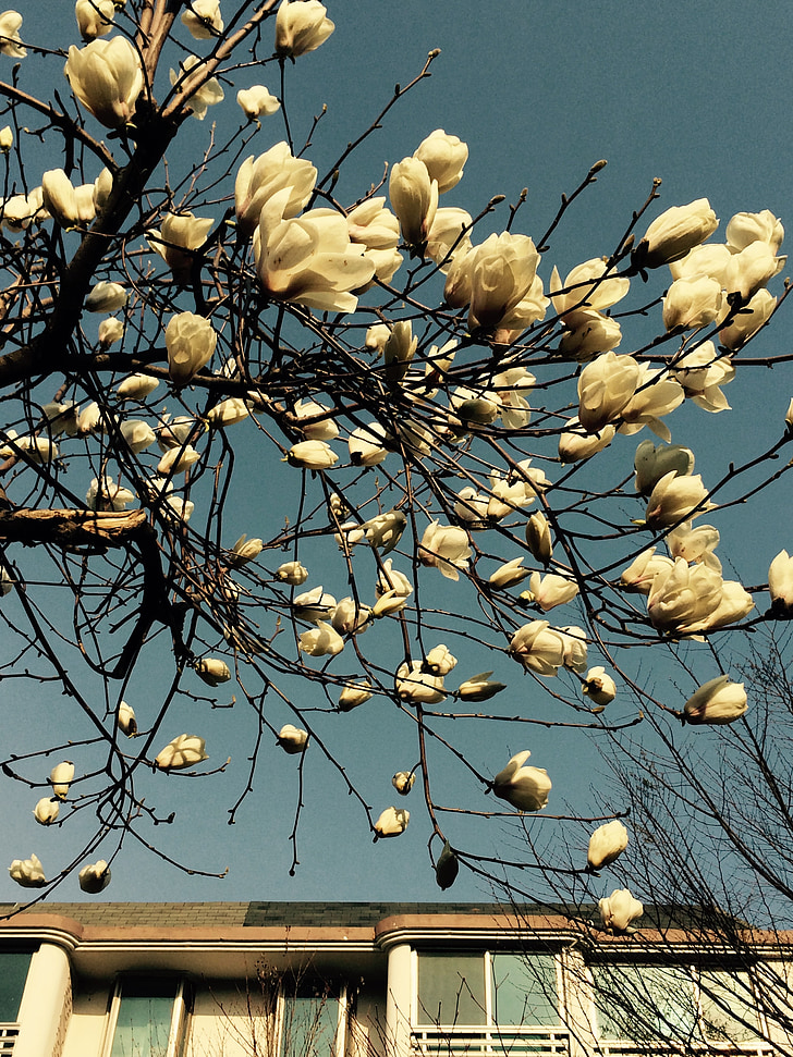 Magnolia blomst, himmelen, landskapet
