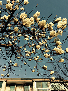 Magnolia flori, cer, peisaj