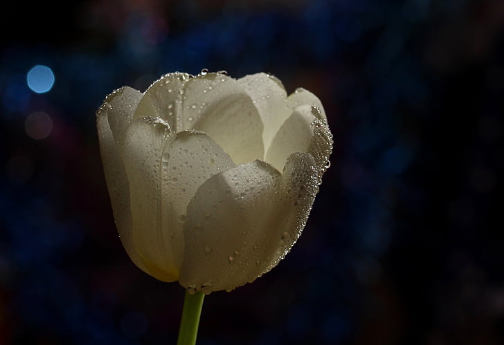 Tulpe, weiß, Tropfen, Blume, Feier, schließen, Vordergrund im Fokus