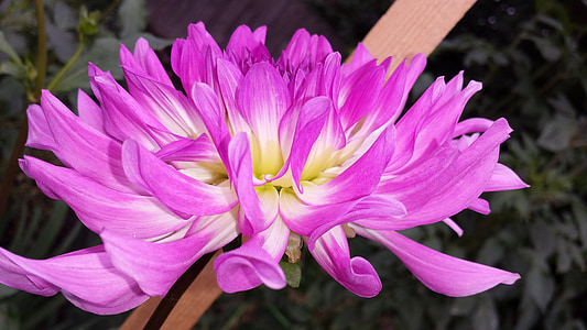 Dahlia, Hoa, màu tím, nở hoa, Sân vườn