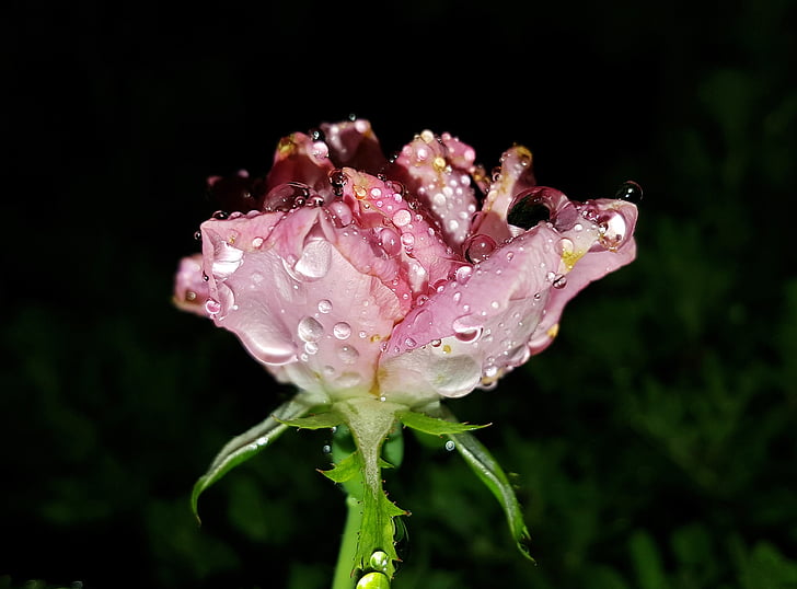 rose, flower, pink rose, pink flower, dew, morning dew, wet