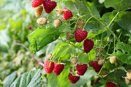 fresh, nature, food, berry, delicious, sweet, raspberry
