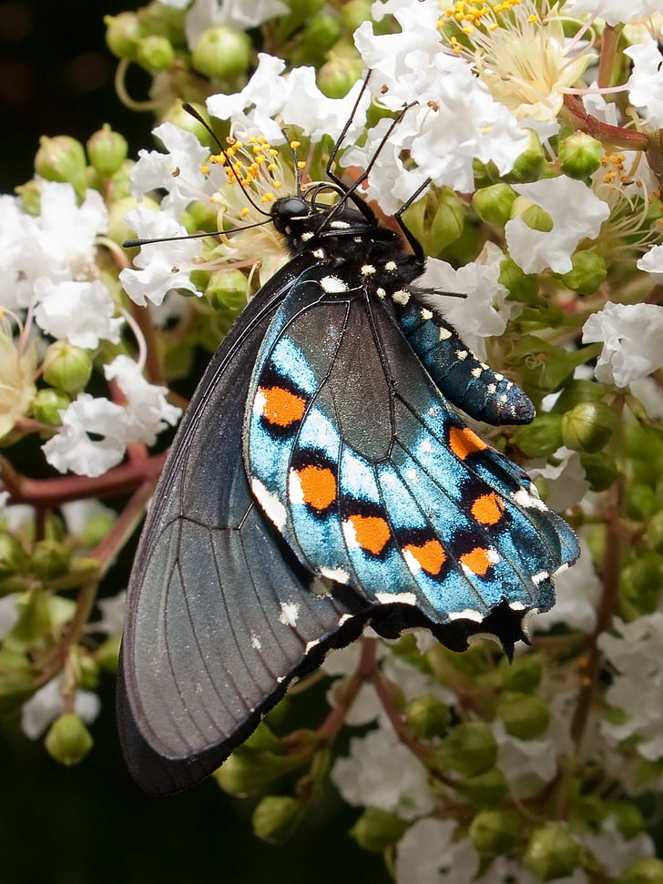 papillons machaon, papillon, Papilionidae, Pipevine swallowtail, battus philenor, insecte, nature