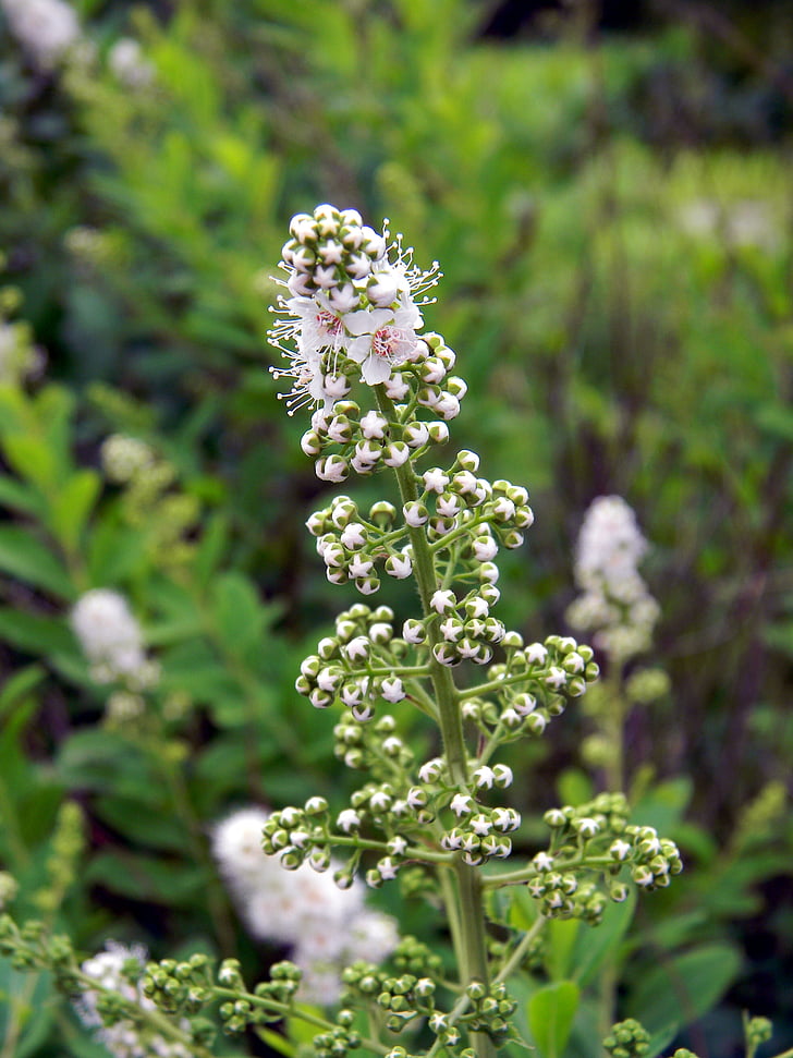 spirea, flower, white flowers, bush, white, summer, closeup