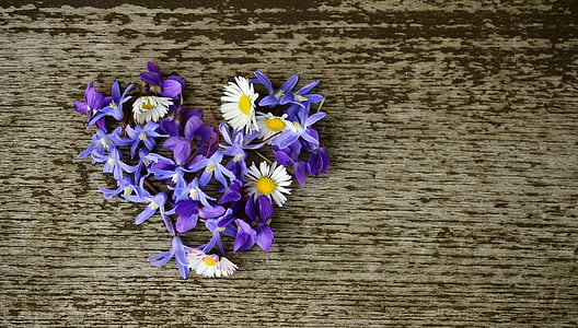 puķe sirdī, pavasarī zied, sirds, Violeta, zvaigžņu Hiacinta, dzimšanas dienas apsveikumu, ziedu sveiciena