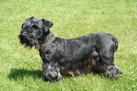 terrier de Cesky, terrier de Bohèmia, Terrier de, negre, gos, animals de companyia, Schnauzer