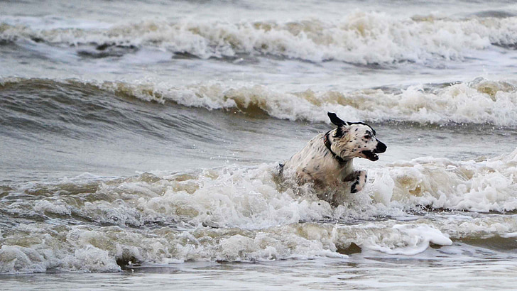 chien, vagues, mer, chien d’arrêt frison, cool de Charlie, eau, plage