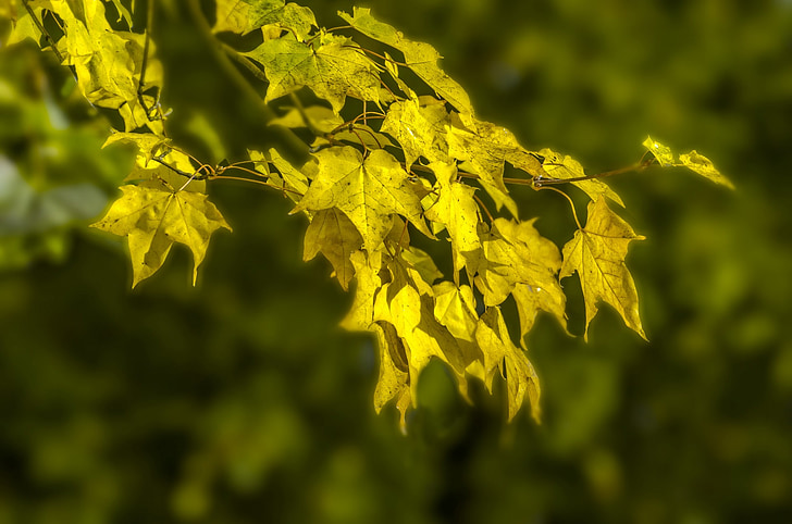 herfst, boom, bomen, Bladeren, blad, takken, geel