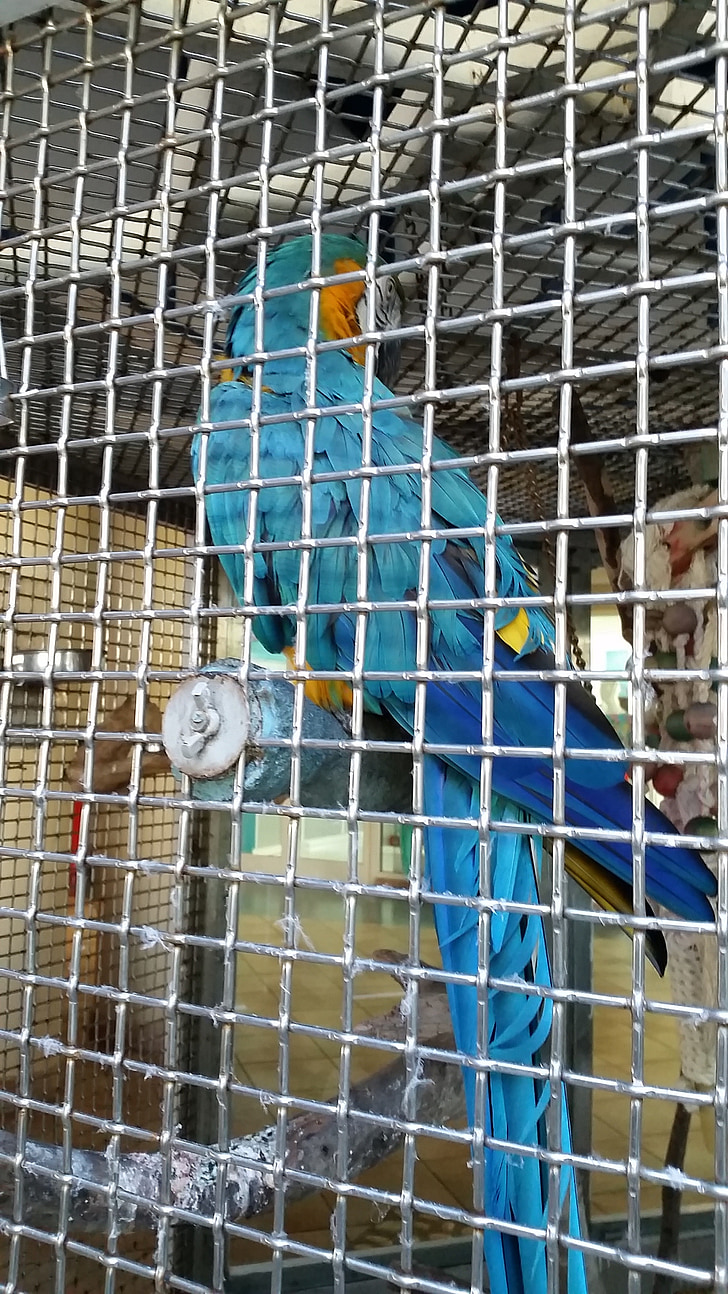 presó, ocell, gàbia, captivitat