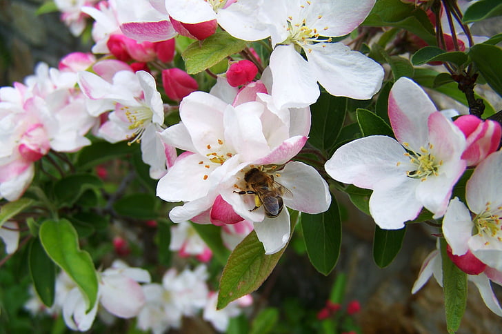 ผึ้ง, การผสมเกสร, บาน, ฤดูใบไม้ผลิ, ธรรมชาติ, กลีบ, ดอกไม้