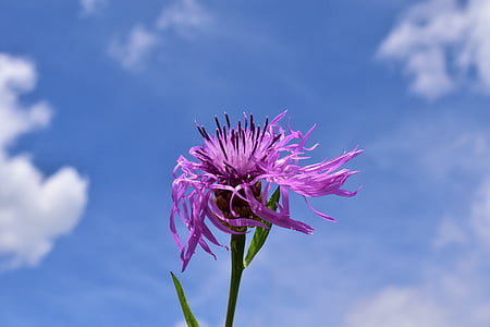 Knopurt, Centaurea jacea, havde Knopurt, spidse blomst, vind, skyer, Sky
