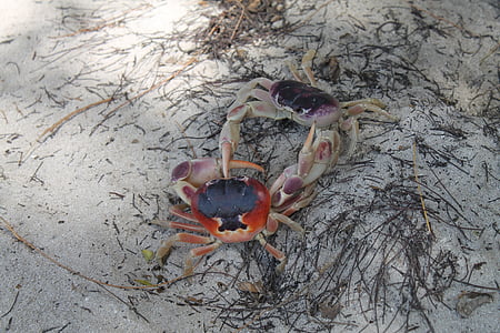 crabs, beach, nature, animals, crustaceans, fight