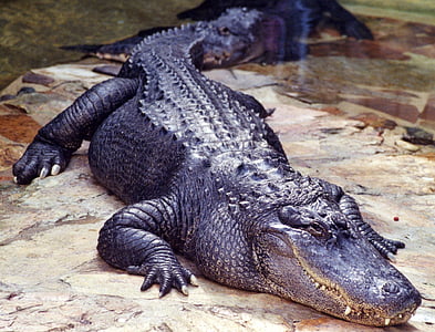 aligatorji, rock, videti, prosto živeče živali, narave, vodja, oči