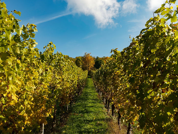 vines, vineyards, fall, grape, vine leaves, harvest, leaf
