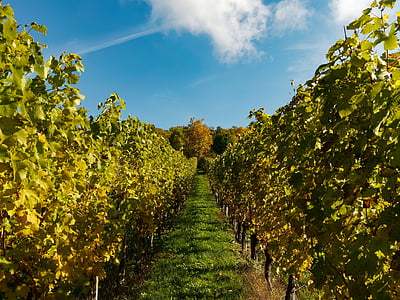 лозы, виноградники, Осень, виноград, виноградные листья, урожай, лист