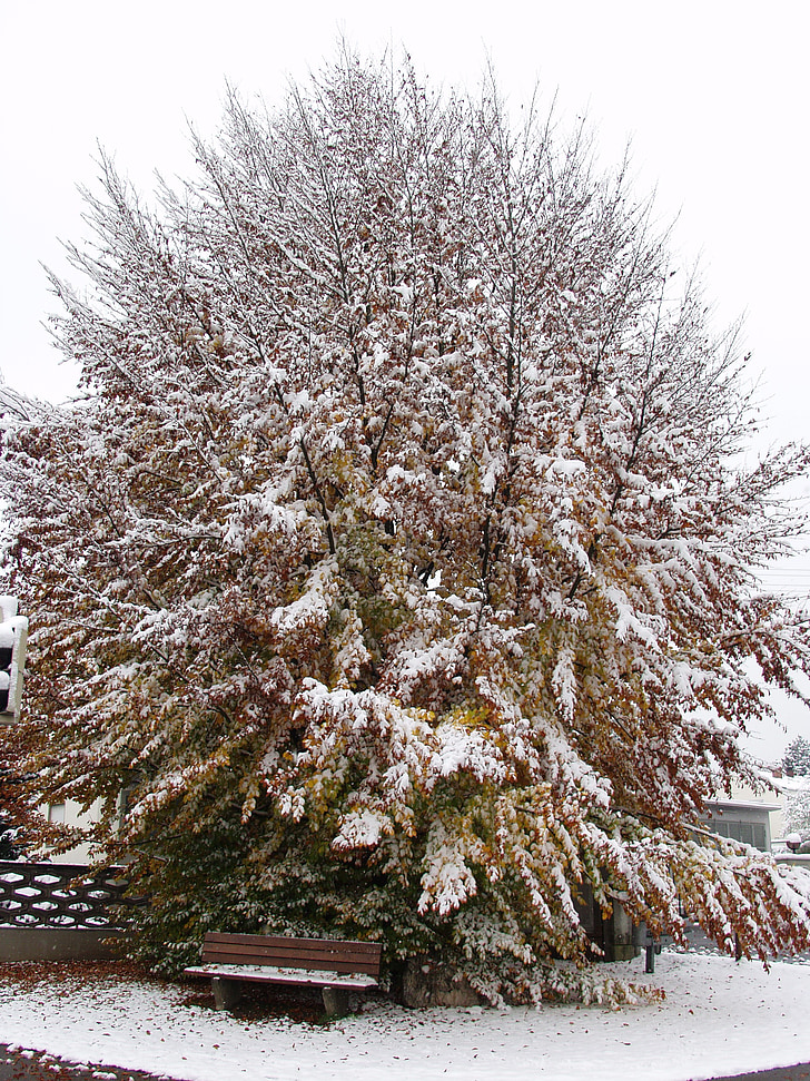 tree, beech, fall foliage, winter blast, snow