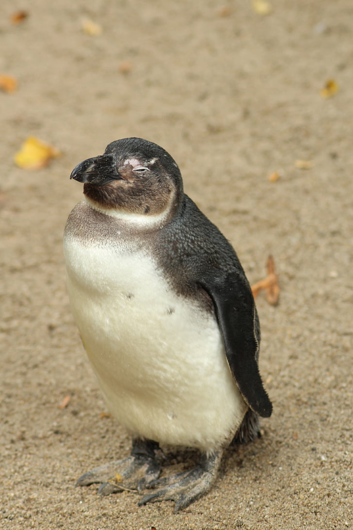 pinguino, frugale, dolce, animale, Zoo di, carina, natura