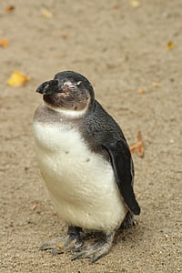 tučňák, skromný, Milé, zvíře, Zoo, Fajn, Příroda