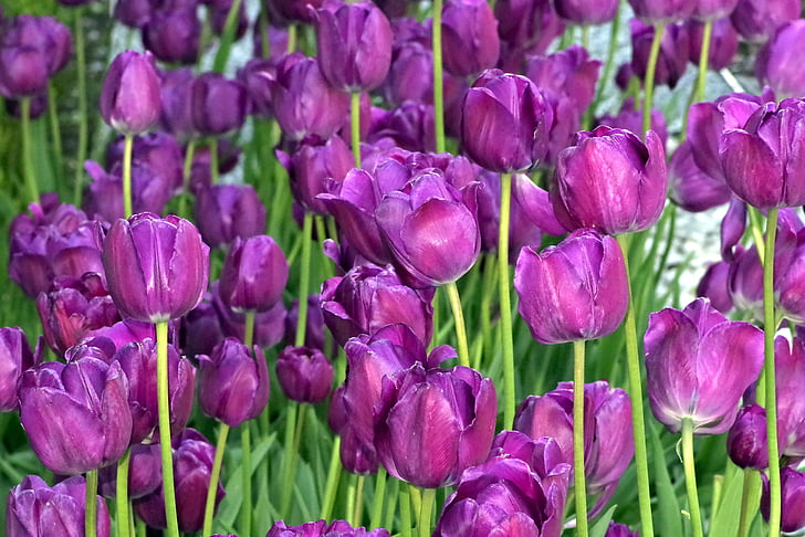 tulipes, violet, jardin, fleurs, fleur, printemps, nature