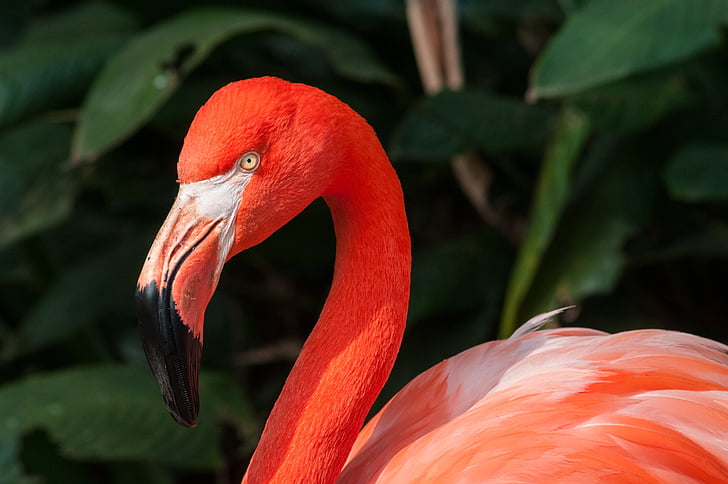 Flamingo, gradina zoologica, pasăre, animale, natura, gât, exotice
