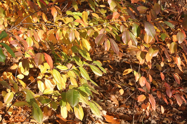podzim, listy, Červené zlato, lesklé, barevný podzim, se objeví, slunečno