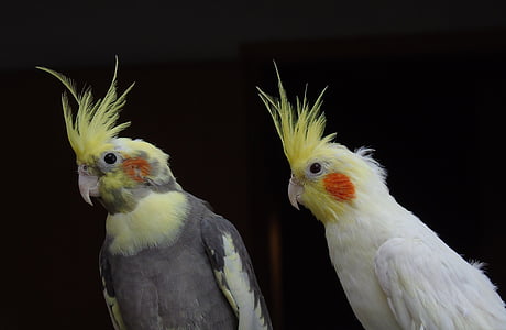 Calopsitte élégante, perroquet, Cockatoo, oiseau, Closeup, animaux, Australie