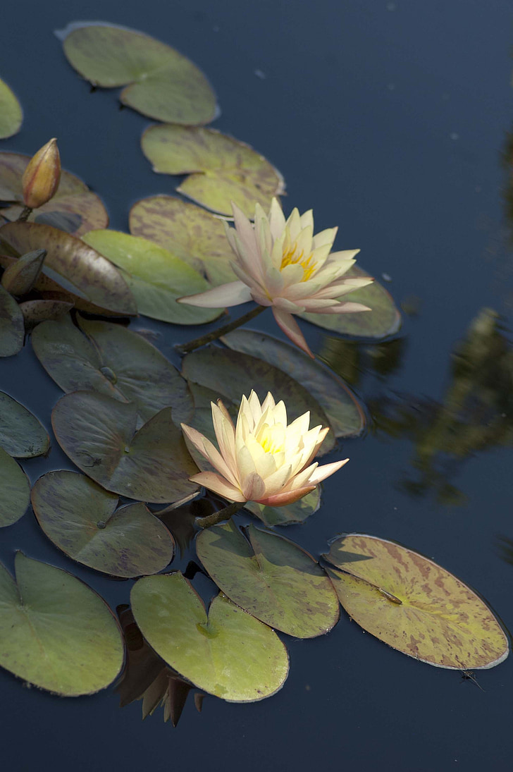 pink flower, waterlily, lily pad, water plant, tranquility, water garden