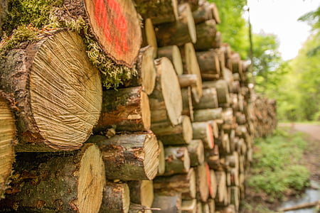 holzstapel, cut, chainsaw, forest, moss, tree trunks, stacked up