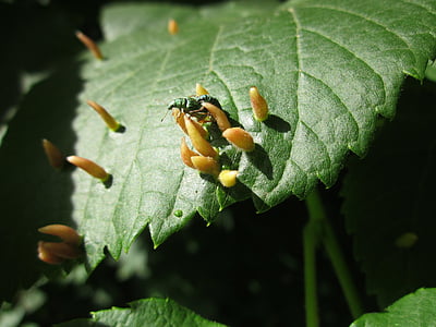 Ulmus glabra, Wych elm, Schotten elm, blad, kurkachtig, plantkunde, Flora