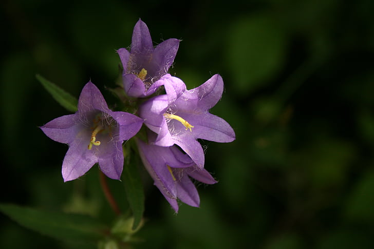 Bellflower, flors, l'estiu, planta silvestre, flor, natura, blau violeta