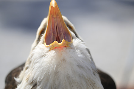 Adler, projet de loi, Raptor, oiseau, animal, Pygargue à queue blanche, Aigle à tête blanche