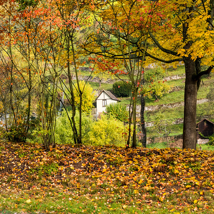 musim gugur, daun, hijau, kuning, merah, Orange, Cottage