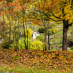 秋天, 叶子, 绿色, 黄色, 红色, 橙色, 小屋