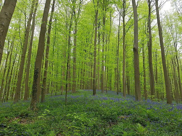 bosque, azul, flor, naturaleza, madera, Scenic, Parque
