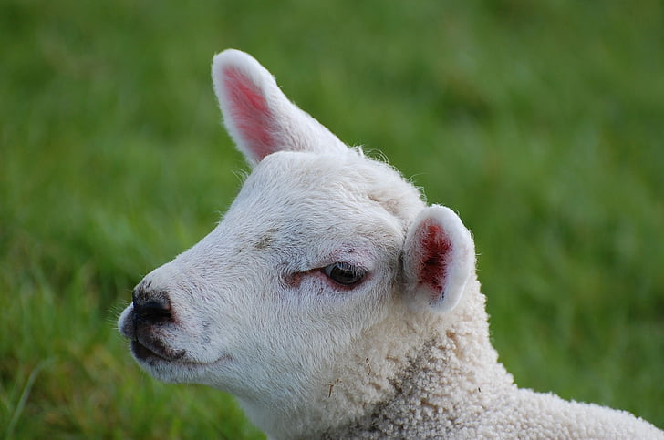 lamb, passover, schäfchen, animal child, sweet, fur