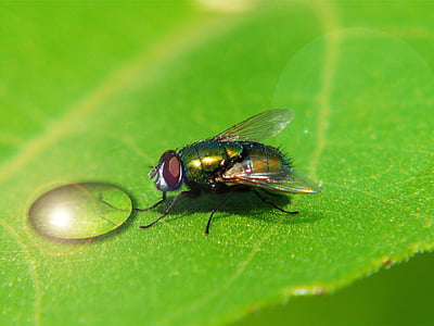 fly, drip, reflection, macro, plant, nature, close