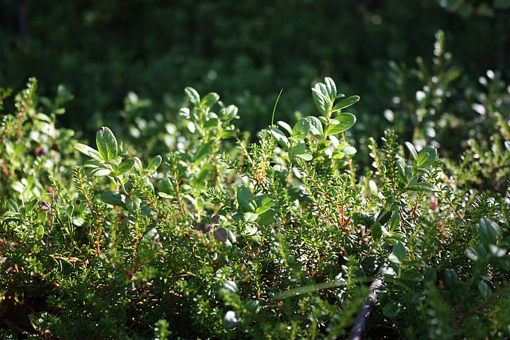 grass, leaf, green, nature, plant, close-up, freshness