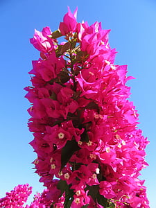 Hoa nhiệt đới, thực vật màu hồng, Blossom, nở hoa, vùng nhiệt đới, đóng, Hoa