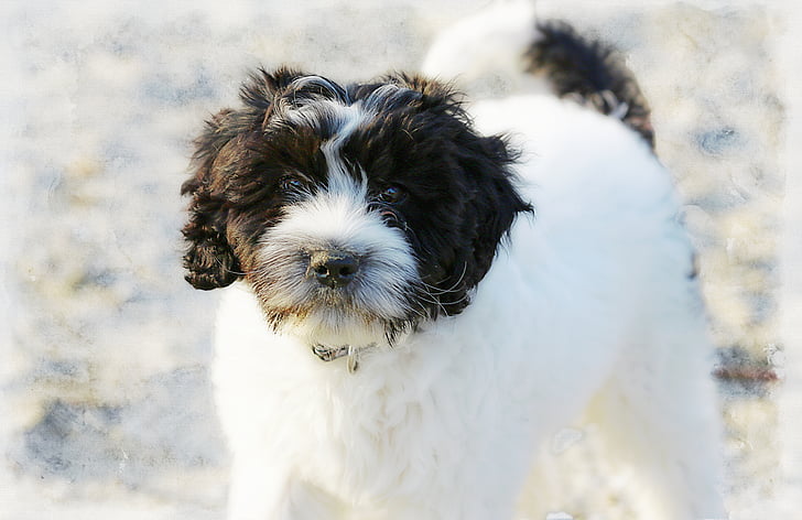 dog, black, white, pet, canine, animal, truffle