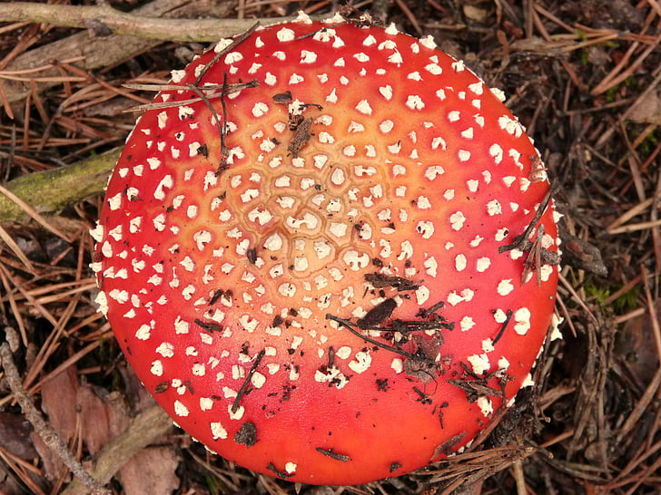 amanita muscaria, geometry, mushroom, red, forest, beauty, nature