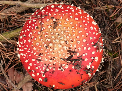 Amanita muscaria, geometri, svamp, röd, skogen, skönhet, naturen