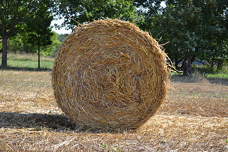 straw, straw role, agriculture, round bales, harvested, stubble, cattle feed