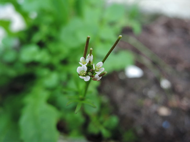 flower, white flowers, macro