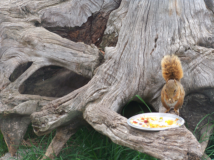 squirrel, nature, animal, park, tree, food, capturing the moment