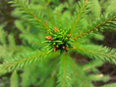 spruce, green, forest, needles, scratchy, macro