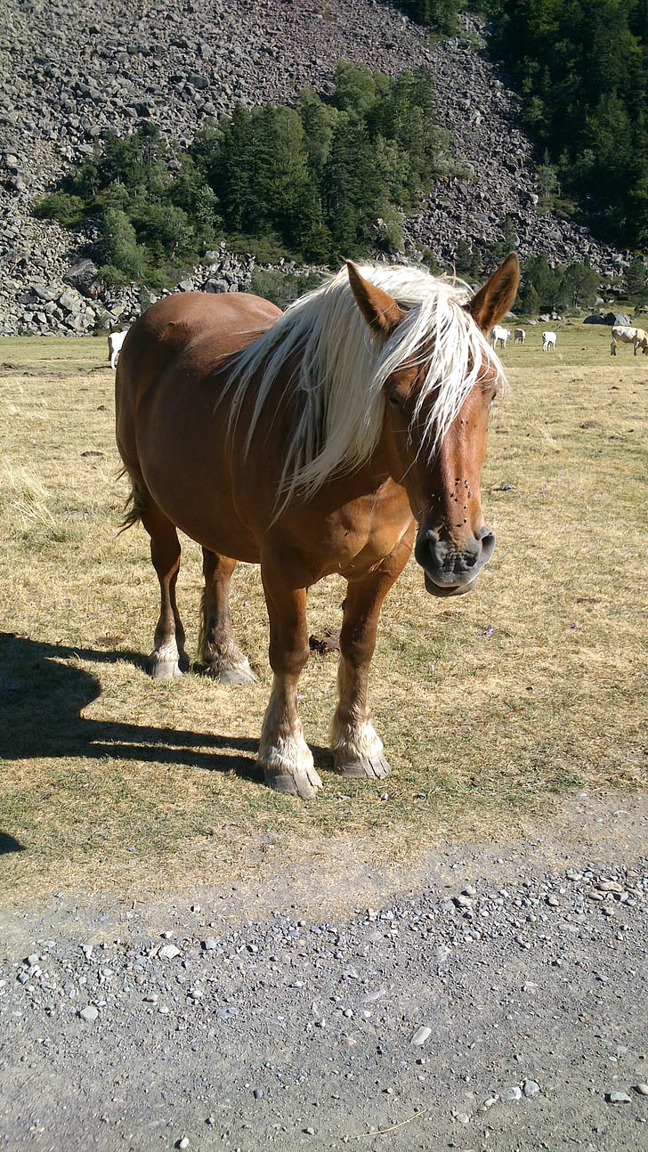 ló, hegyi, túrázás, lovak, Pyrénées, állat, természet