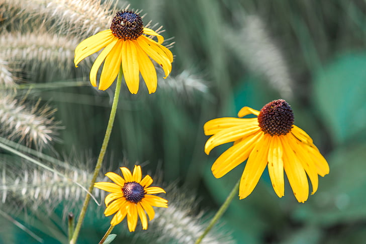 yellow, flower, yellow flowers